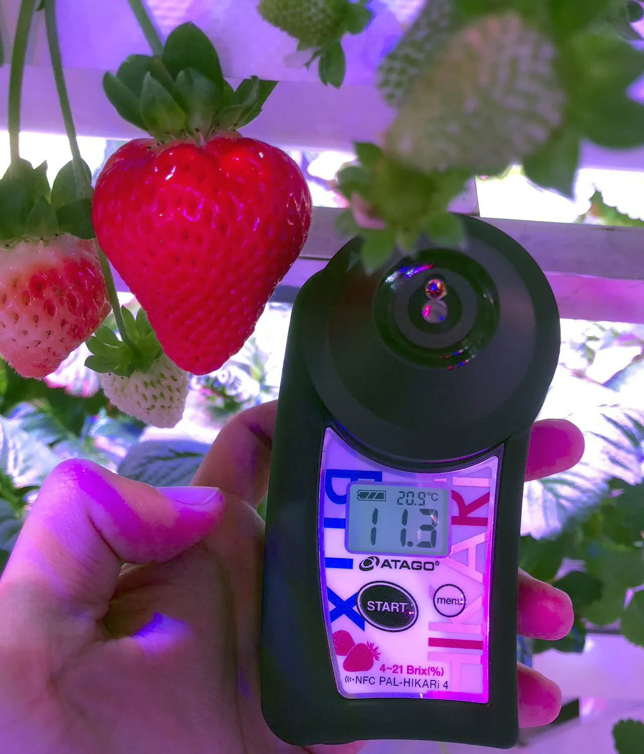 A handheld sugar analyser reading the sweetness of a berry on the vine