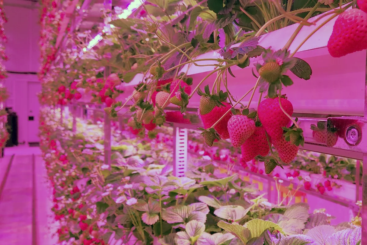 Strawberries hanging from vertical racks under grow lights