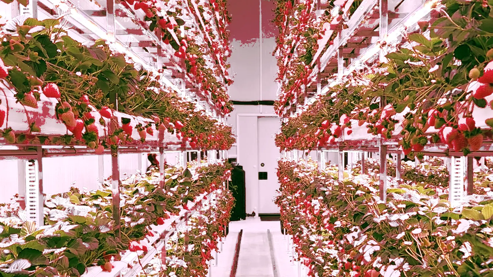 Growing racks glowing inside the Sheba Berry facility