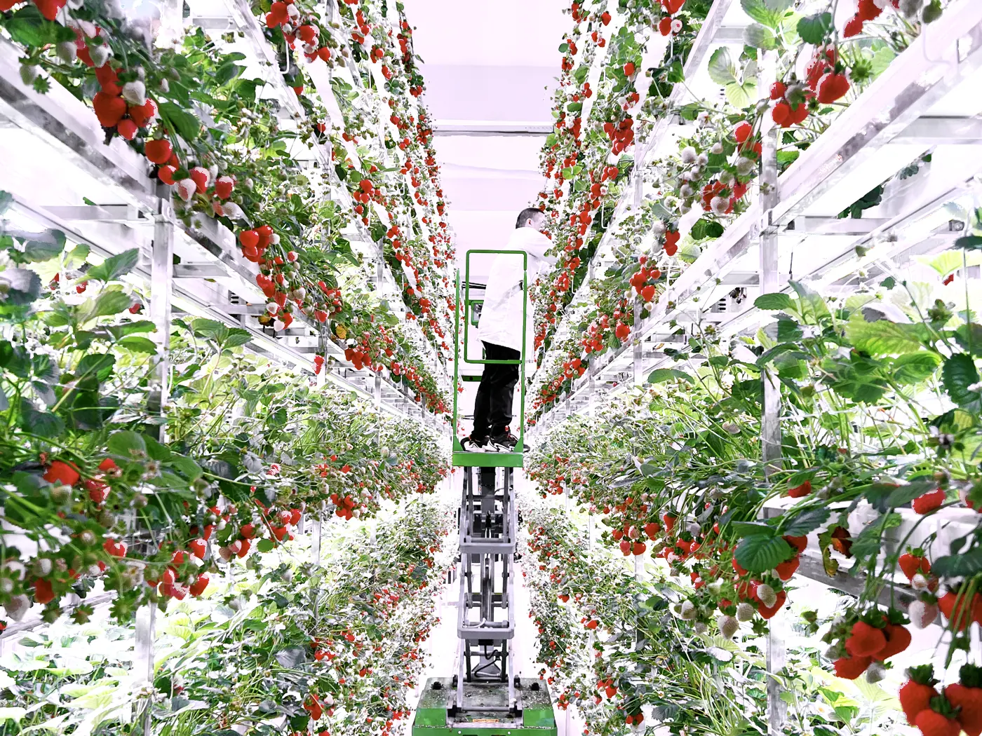Vertical growing racks