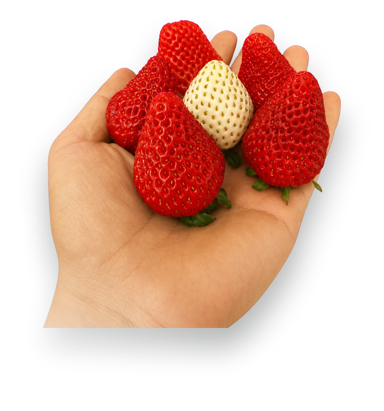 An open hand holding freshly picked Sheba Berry strawberries