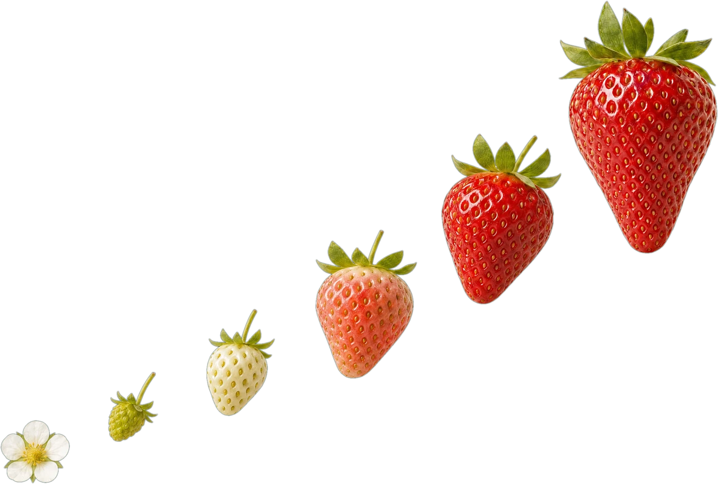 The life of a Sheba Berry, from blossom to perfect ripeness